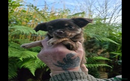 Chihuahua dogs for sale: Chihuahua puppies. - Advert 14