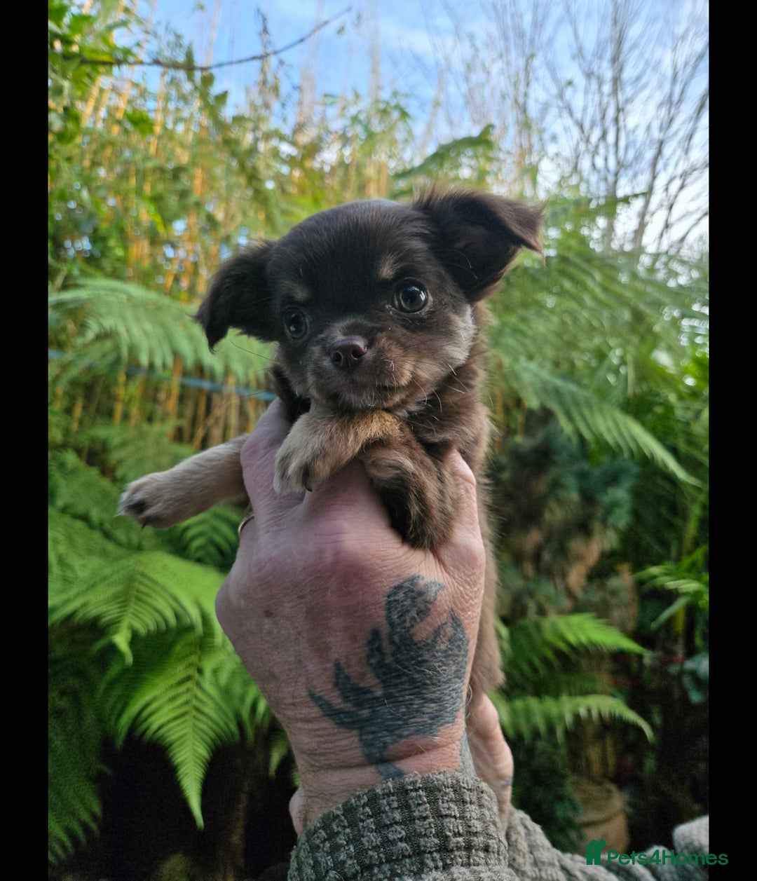 Chihuahua dogs for sale: Chihuahua puppies. - Advert 14