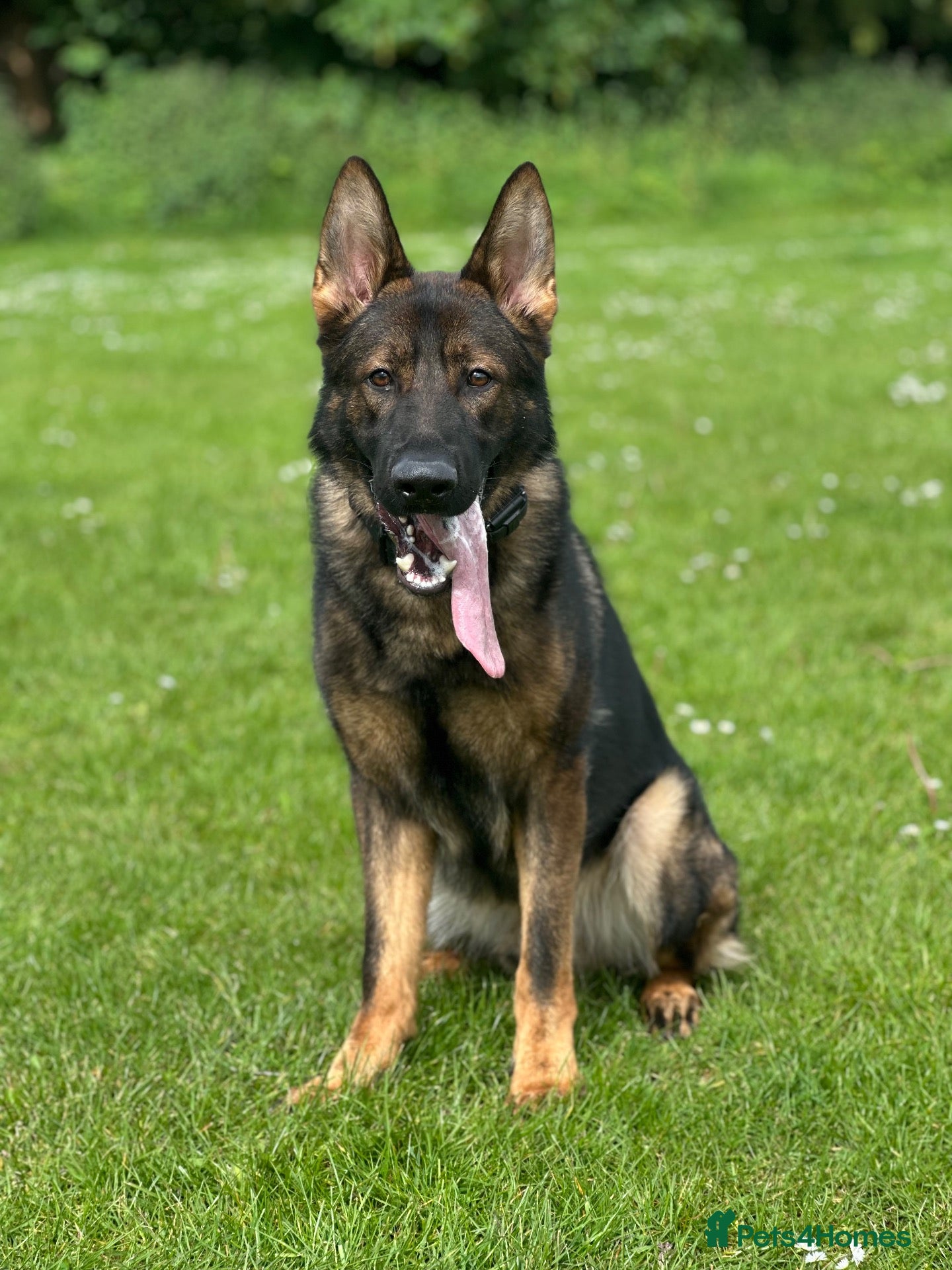 German Shepherd dogs for sale: Stunning German Shepherd boy - Advert 5