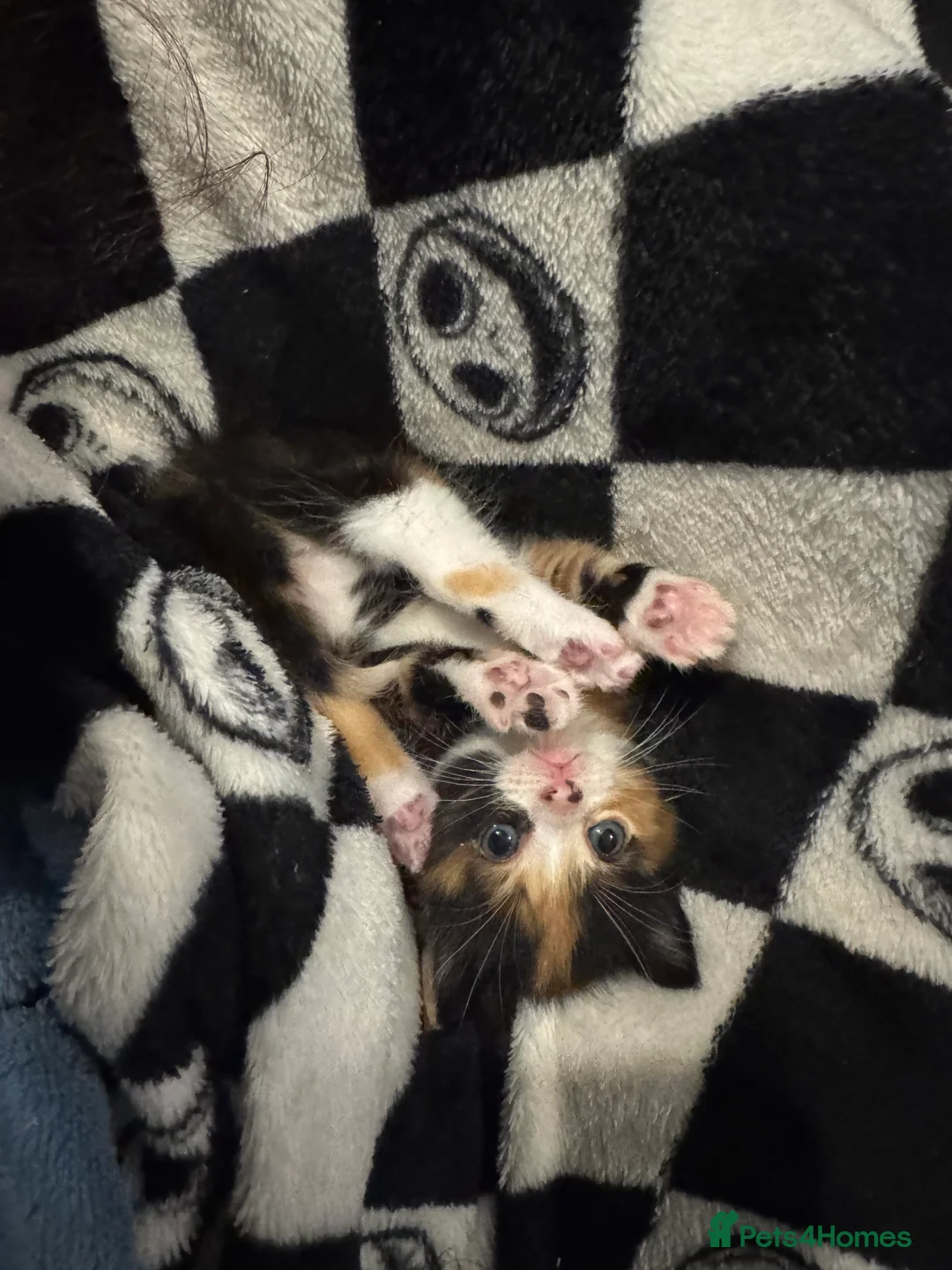 Mixed Breed cats for sale: 3 kittens for sale in Mitcham - Advert 4