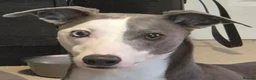 Whippet dogs for sale: 2 Whippets 5 years old - Must stay together - Advert 4