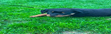 Black collar