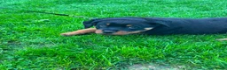 Rottweiler dogs for sale: Beautiful Rottweiler puppies for sale in Tonbridge - Advert 6