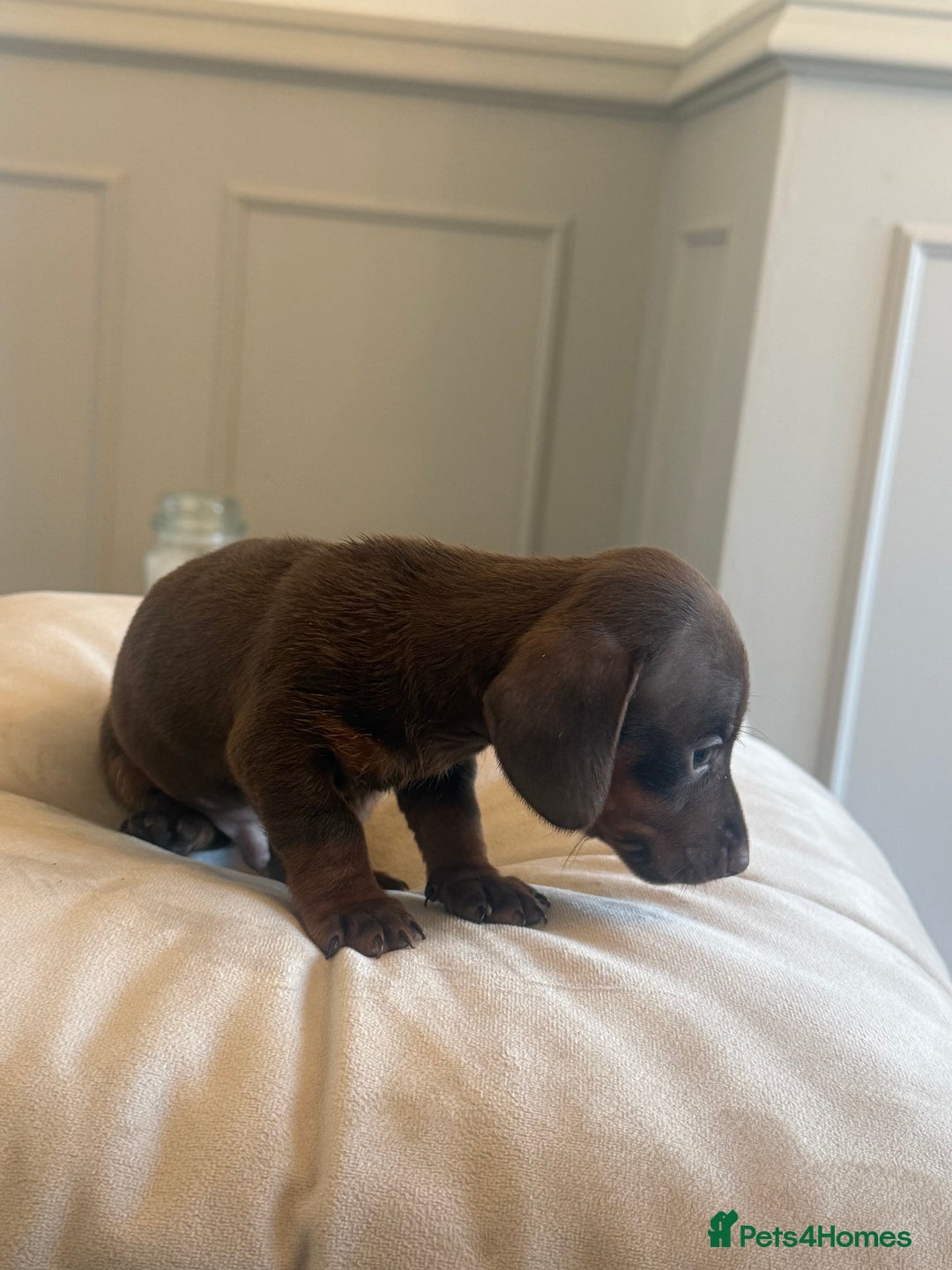 Miniature Dachshund dogs for sale: Miniture dachshund puppy’s  - Image 6