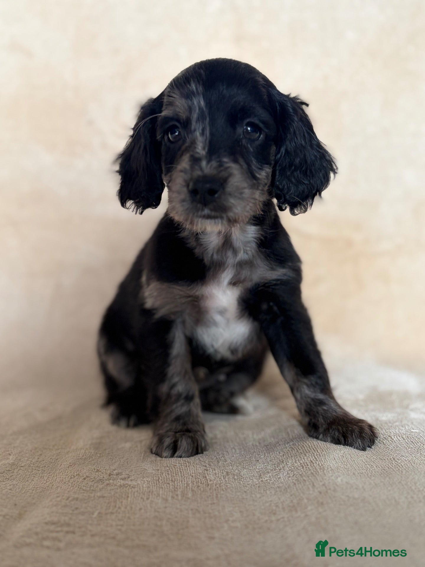 Cockapoo dogs Bundles of Joy - Advert 11