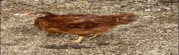 Chickens poultry for sale: Pullets - Barred rock, light Sussex, Rhode, easter - Advert 3