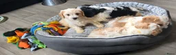Cavachon dogs for sale: Gorgeous Cavachon puppies - Advert 28