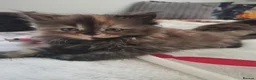 Persian cats for sale: Persian crossword - Advert 5