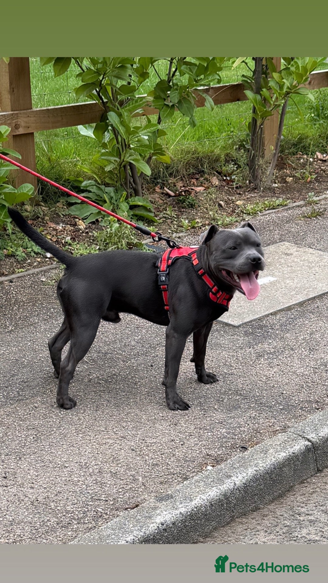 Staffordshire Bull Terrier dogs Stunning proven Staffy stud dog  - Advert 1
