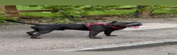 Staffordshire Bull Terrier dogs for stud: Stunning proven Staffy stud dog  - Advert 1
