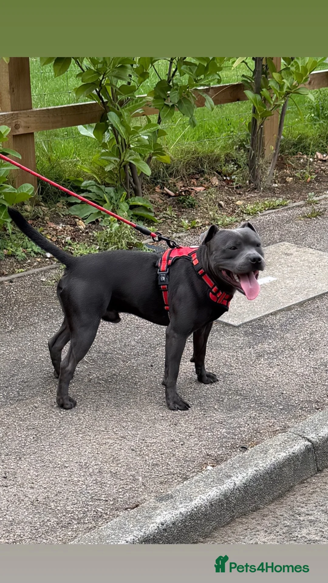 Staffordshire Bull Terrier dogs for stud: Stunning proven Staffy stud dog  - Advert 1