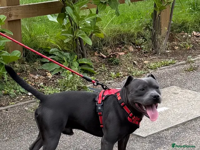 Staffordshire Bull Terrier dogs Stunning proven Staffy stud dog - Advert 1