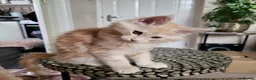 Maine Coon cats for sale:  Male Maine coon kittens for sale - Advert 12