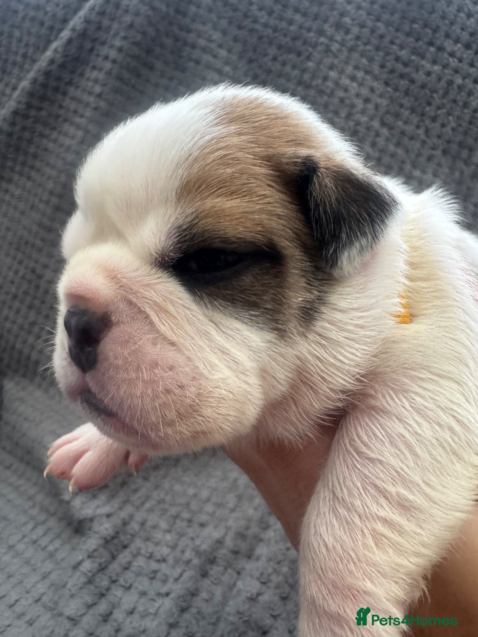 English Bulldog dogs KC REGISTERED Red/White English Bulldog Puppies  - Advert 9