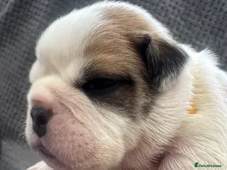 English Bulldog dogs KC REGISTERED Red/White English Bulldog Puppies - Advert 4