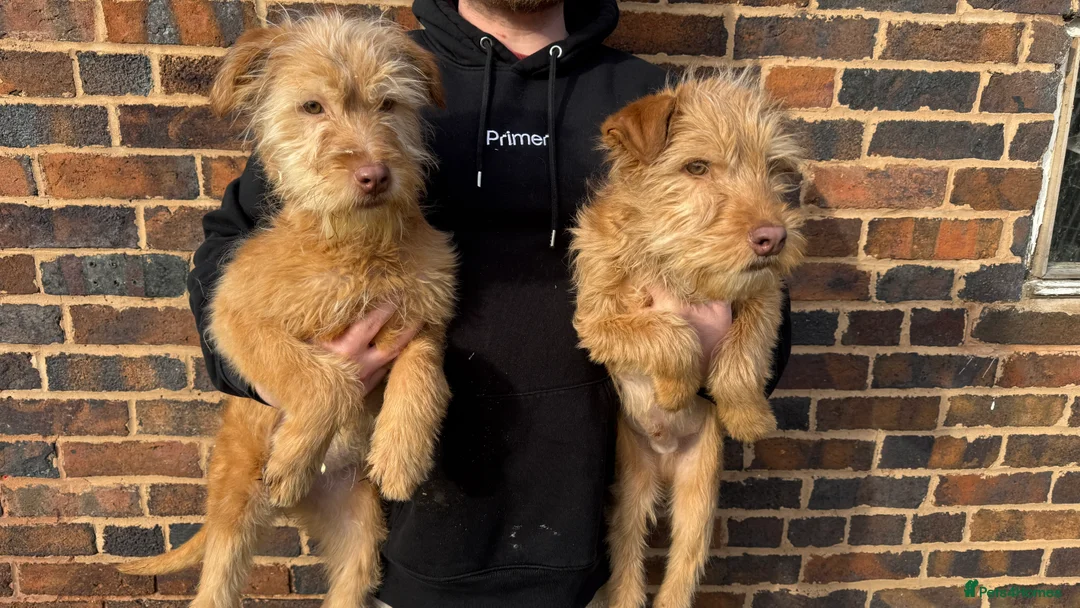 Soft Coated Wheaten Terrier dogs for sale: Irish wheaten terriers (Not soft coated)  - Advert 3