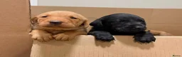 Labrador Retriever dogs for sale: Labrador Puppies  - Advert 12