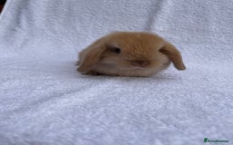 Mini Lop rabbits for sale: MINILOP BABIES READY TO RESERVE  - Image 5