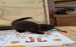 Maine Coon cats for sale: Beautiful Mainecoon X  9 kittens  - Image 35