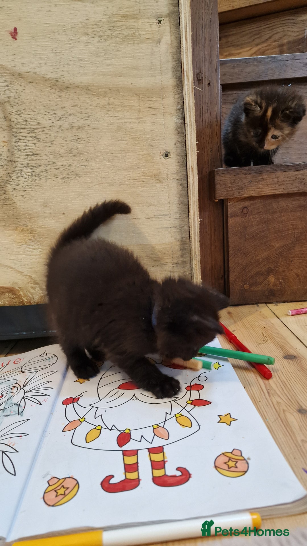 Maine Coon cats for sale: Beautiful Mainecoon X  9 kittens  - Image 35