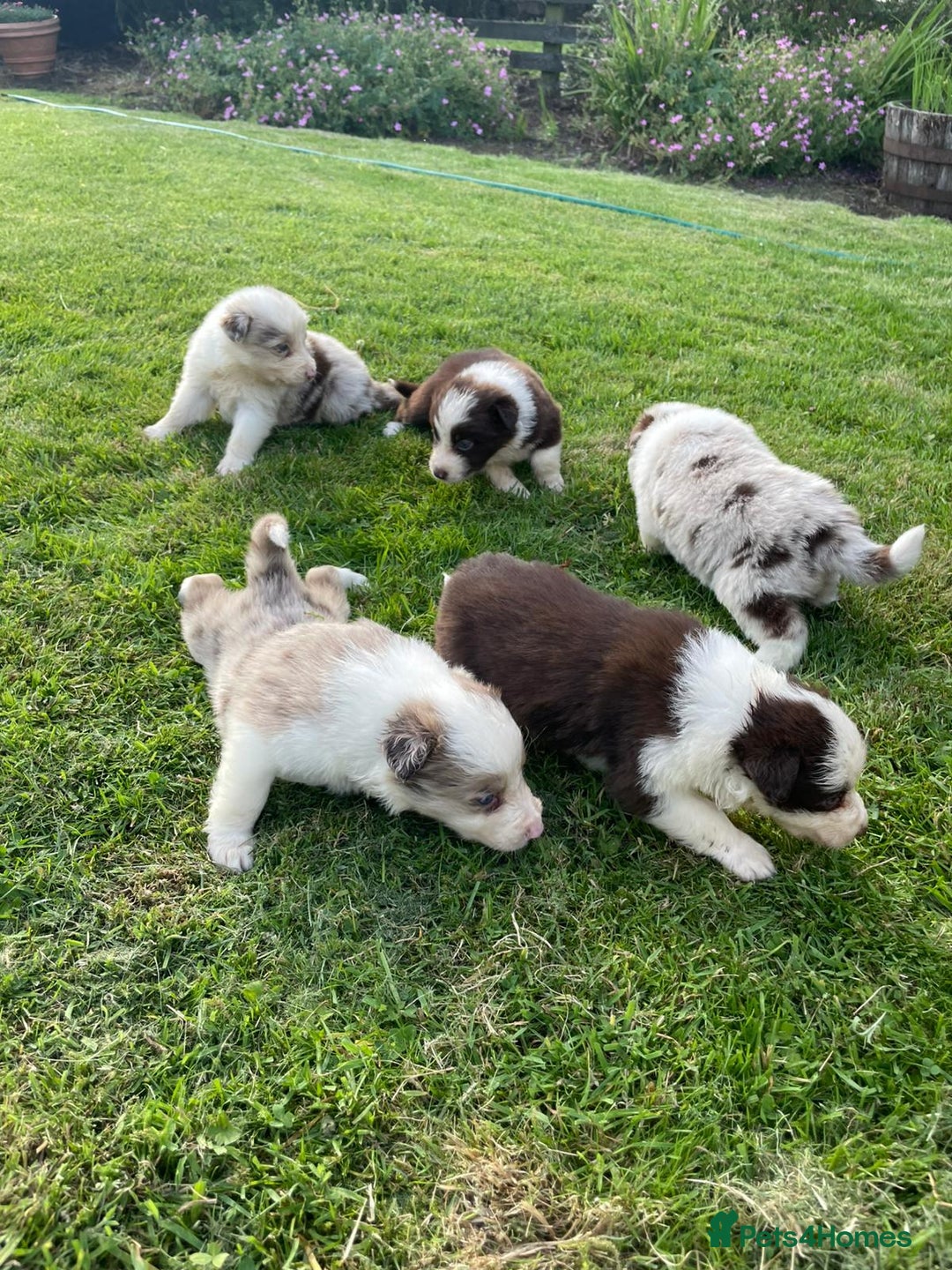 Mixed Breed dogs for sale: Border collie/Welsh collie puppies for sale - Image 9