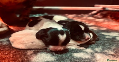 English Springer Spaniel dogs KC English Springer Spaniels  - Advert 16