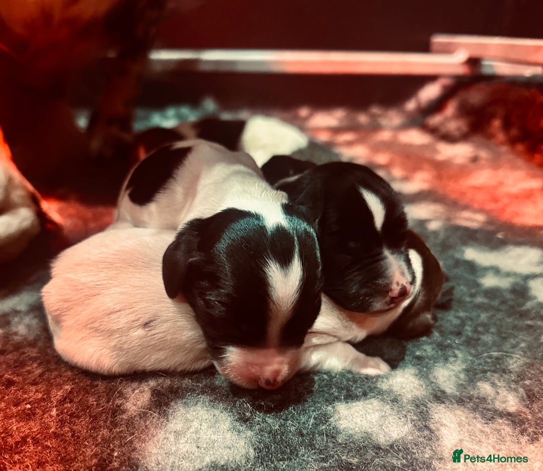 English Springer Spaniel dogs for sale: KC English Springer Spaniels  - Advert 15