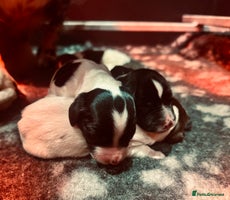 English Springer Spaniel dogs KC English Springer Spaniels - Advert 16