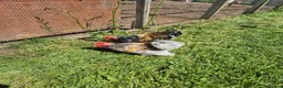 Chickens poultry for sale: Pekin bantam cockerels (various) - Advert 3