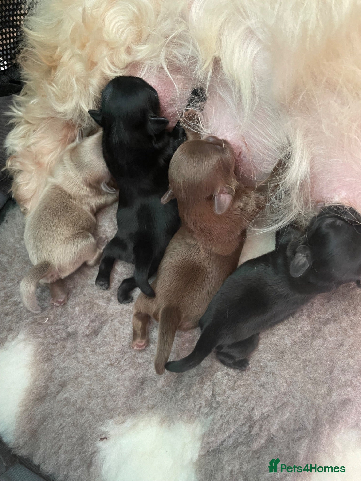 Shih Tzu dogs 2 TOP QUALITY GENUINE IMPERIALS - Advert 1