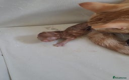 Domestic Shorthair cats for sale: Beautiful Kittens - Image 4