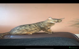 Bengal cats for sale: Bengal - Image 2