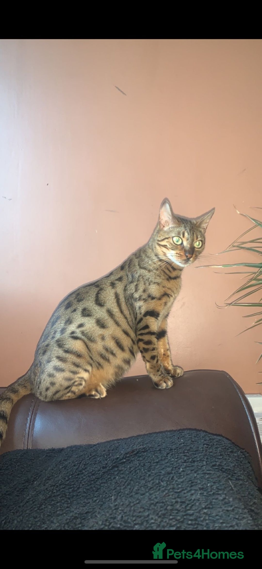 Bengal cats for sale: Bengal - Image 2