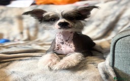 Chinese Crested dogs for sale: Chinese Crested pups- Powder Puff and Hairless - Image 2