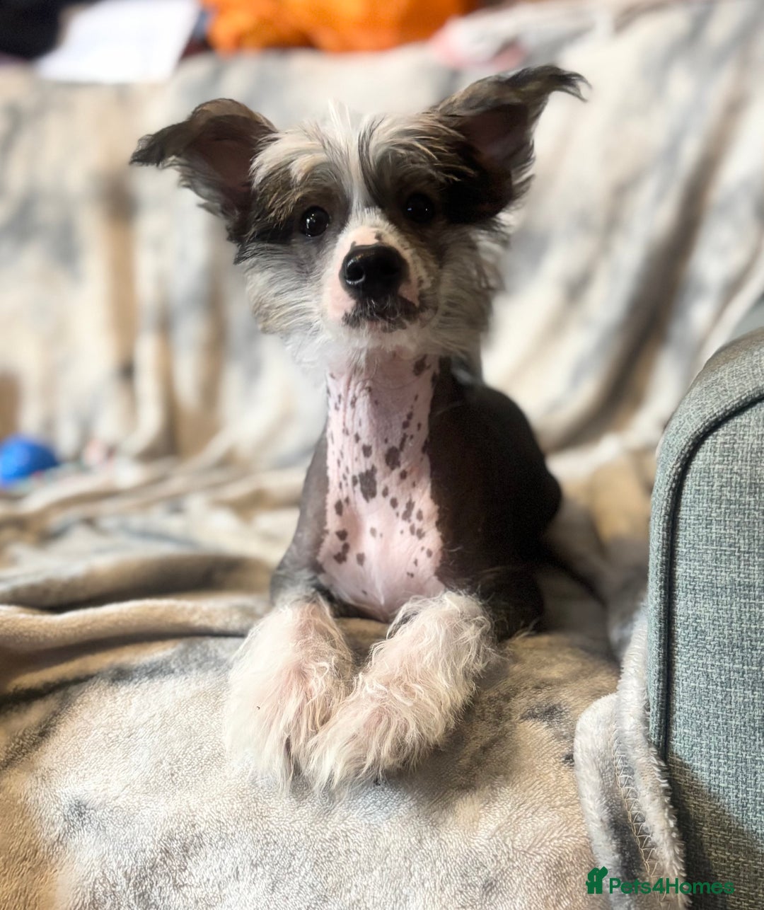 Chinese Crested dogs for sale: Chinese Crested pups- Powder Puff and Hairless - Image 2