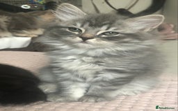 Scottish Fold cats for sale: STUNNING KITTENS FOR SALE! - Advert 8