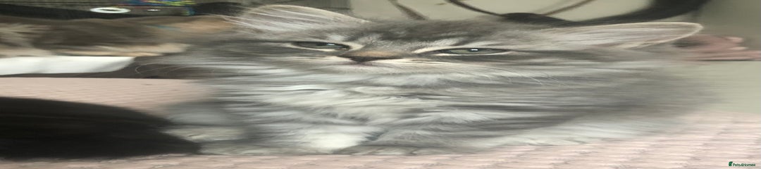 Layla (Blue tabby Longhair)