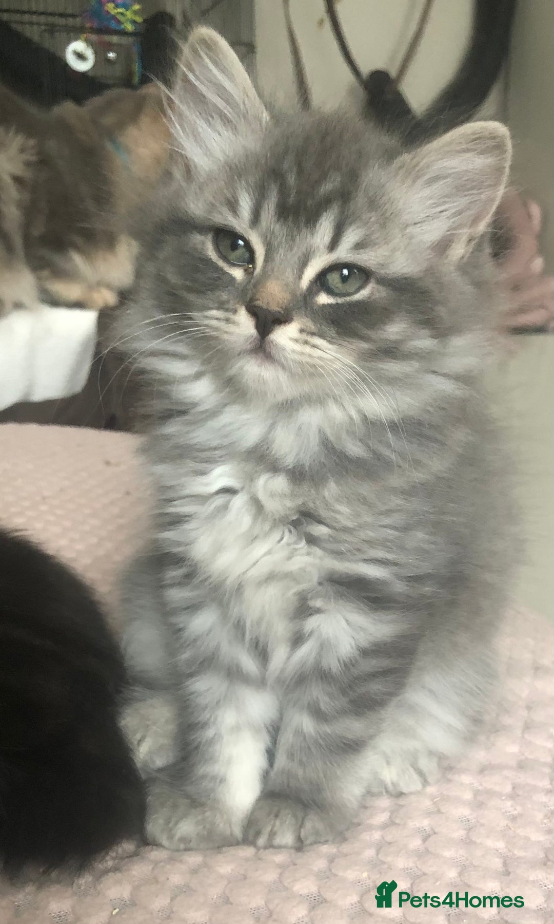 Scottish Fold cats for sale: STUNNING KITTENS FOR SALE! - Advert 8