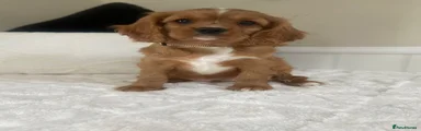 Cavalier King Charles Spaniel 2