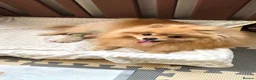Pomeranian dogs for sale:  ✨KCRegistered ✨️ Teddy Bear Pomeranian Puppies 🐾 in Clydebank - Advert 8