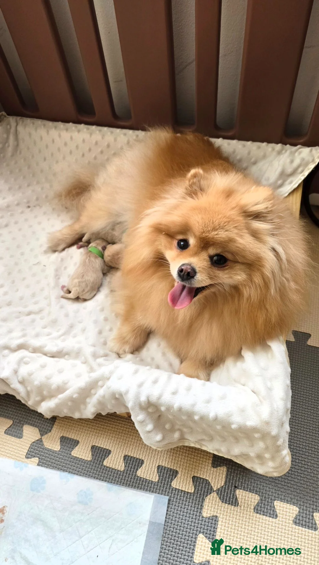 Pomeranian dogs for sale:  ✨KCRegistered ✨️ Teddy Bear Pomeranian Puppies 🐾 - Advert 12