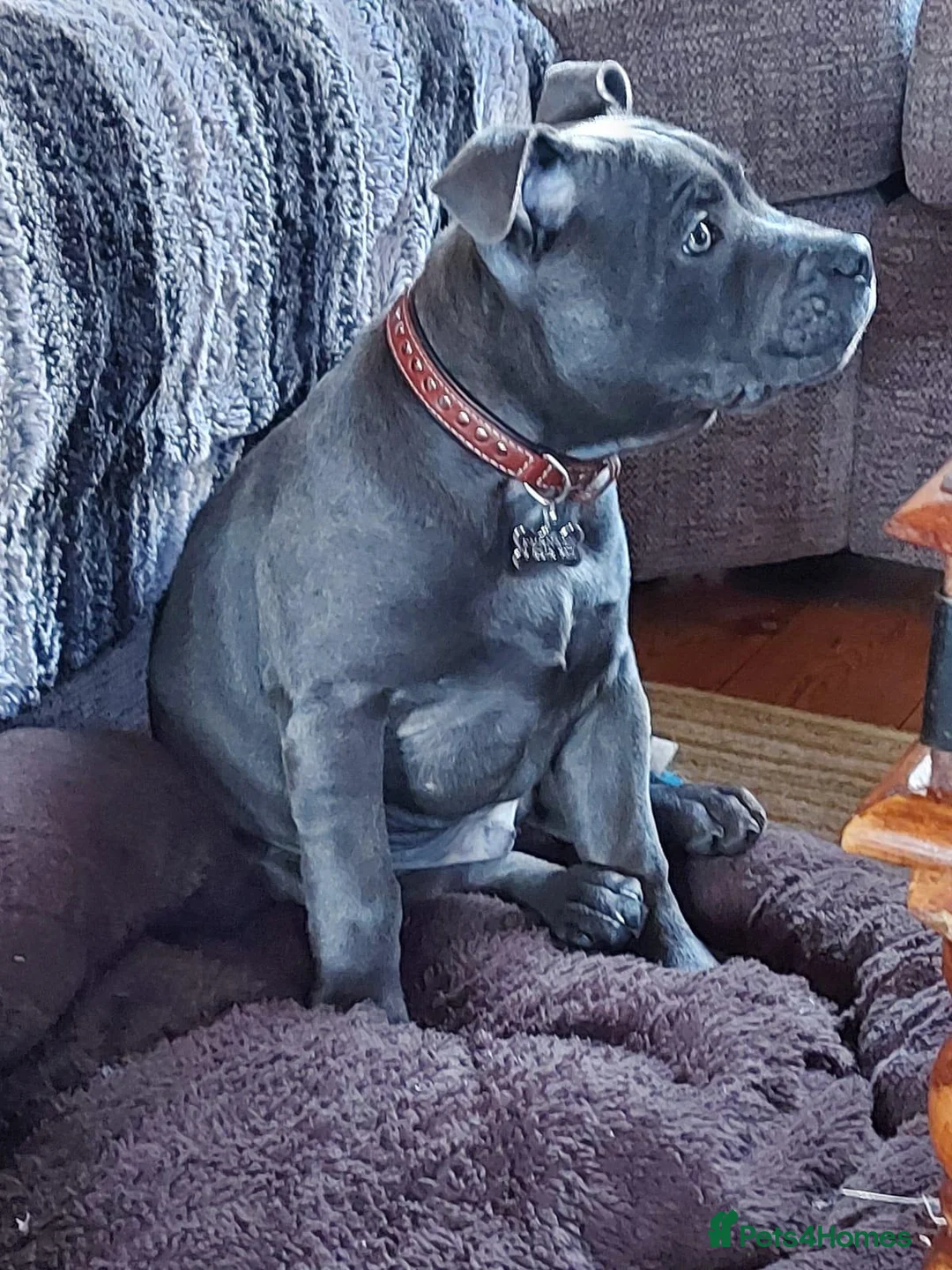 Staffordshire Bull Terrier dogs for stud: PROVEN STUD. ADONIS JUNIOR NOBLESTAFF!!! in Stoke-on-Trent - Advert 16