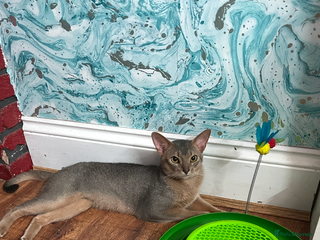 Abyssinian cats - Advert 11