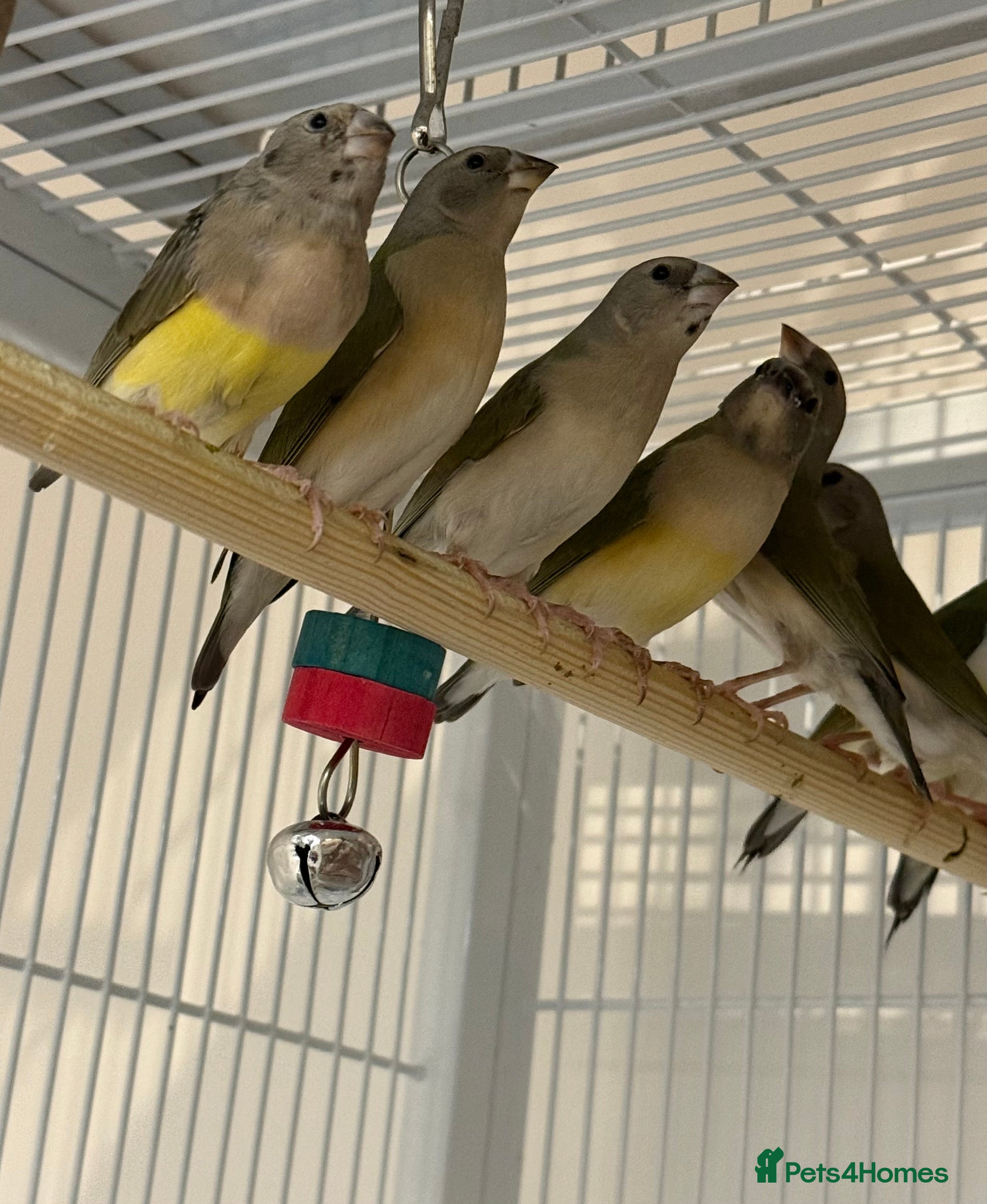 Finches birds gouildan finches available Runcorn  - Advert 6