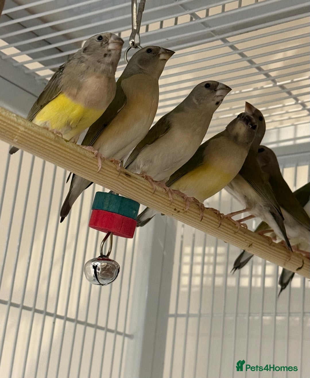 Finches birds for sale: gouildan finches available Runcorn  - Advert 1