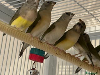 Finches birds gouildan finches available Runcorn - Advert 3