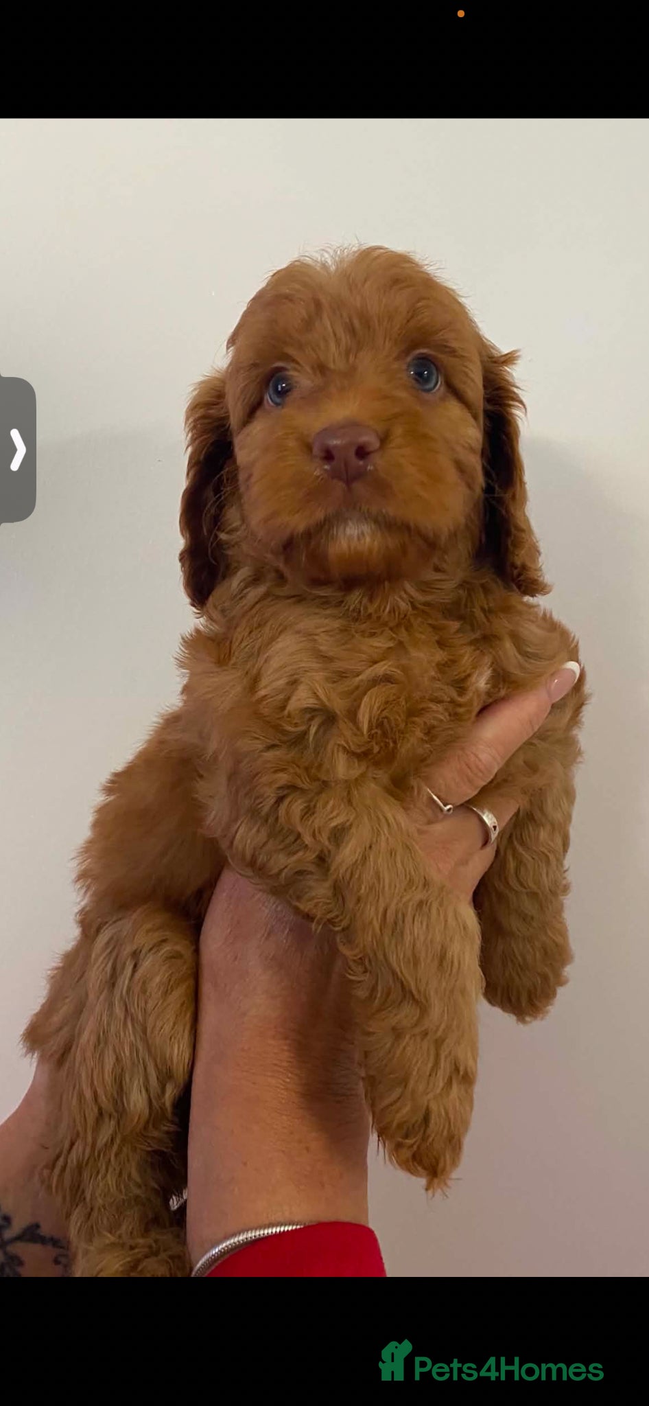 Cockapoo dogs Stunning Cockapoo puppies - Advert 1