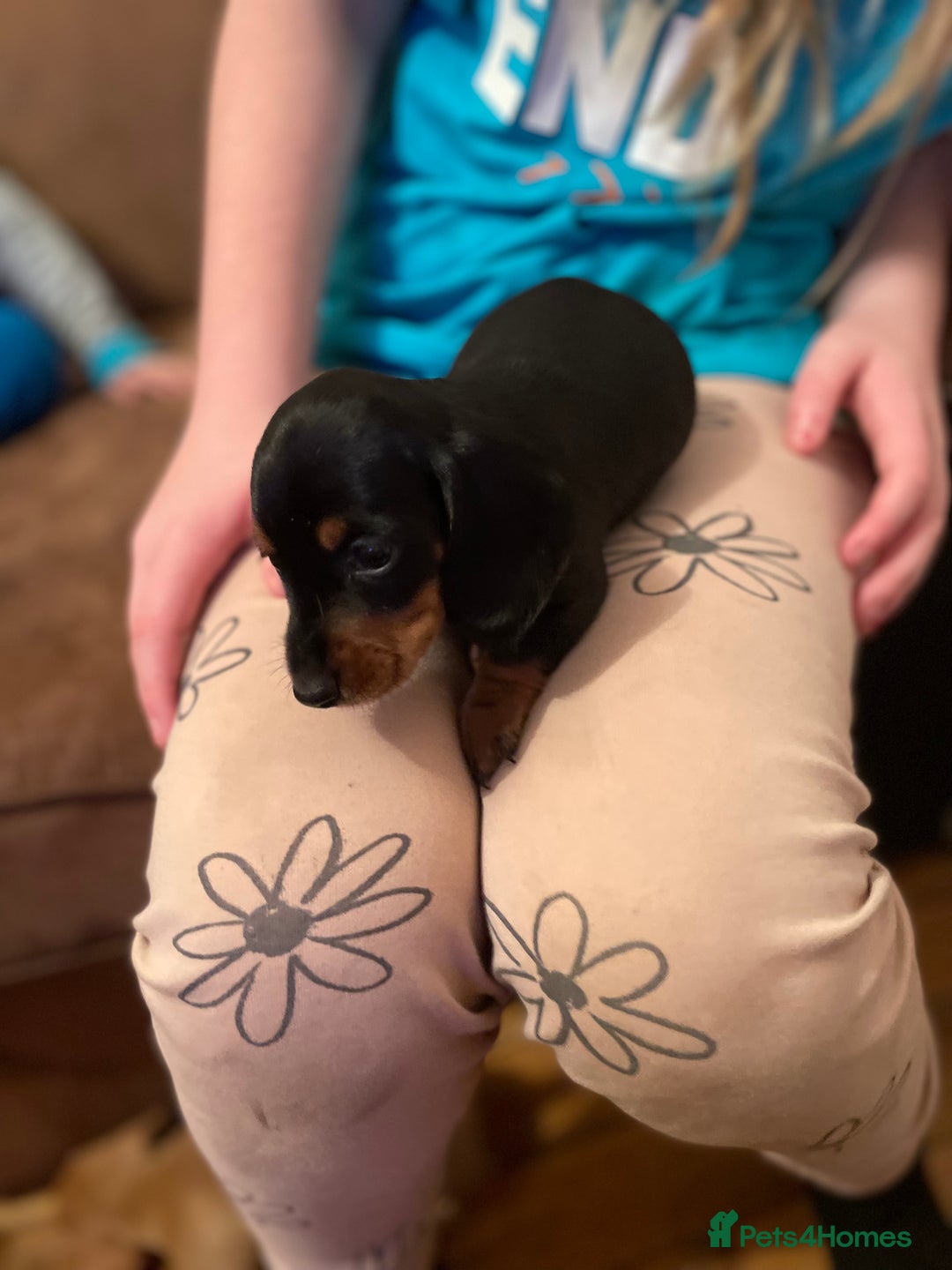 Miniature Dachshund dogs for sale: Miniature dachshund puppies - Image 7