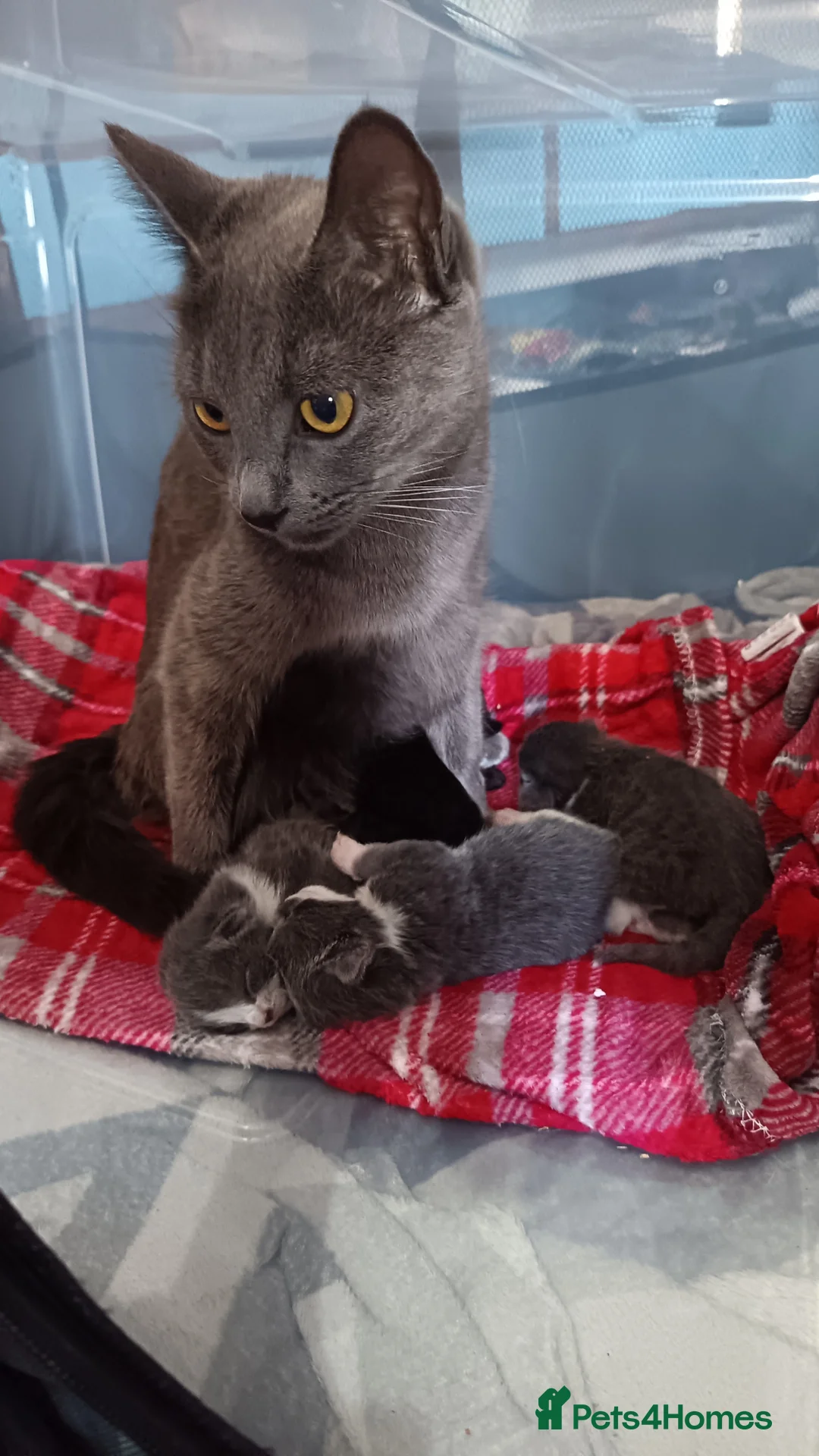 Mixed Breed cats for sale: 3 girl kittens 4 weeks old - Advert 1