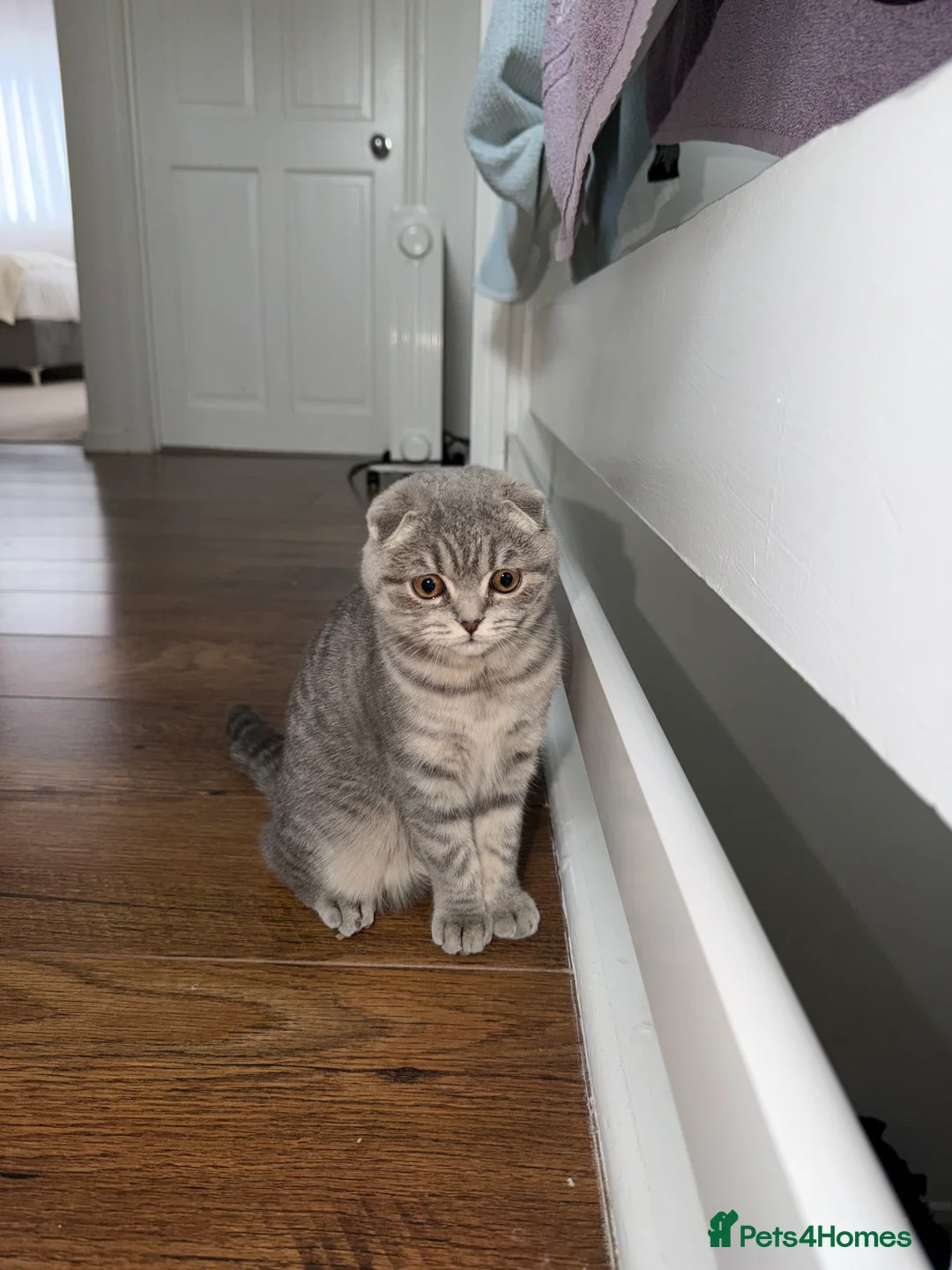 Scottish Fold cats for sale: Scottish fold 4months old  - Advert 4